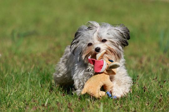 Havaneser Hund spielt auf der Wiese