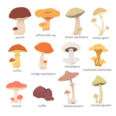 different kinds of mushrooms