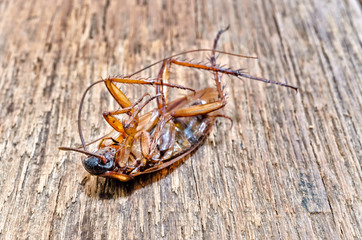 Selective focus and color filter  / Dead cockroaches on the wooden floor, Healthcare concept 