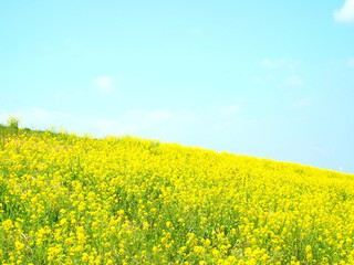 Obraz premium 春の土手風景