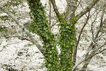 桜の木とツタ