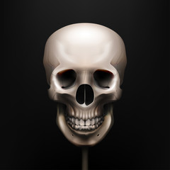 Vector illustration realistic skull. Human anatomy. EPS 10
