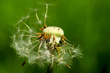 Dandelion seeds being blown in the wind