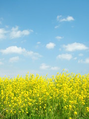 Obraz premium 菜の花咲く江戸川土手風景