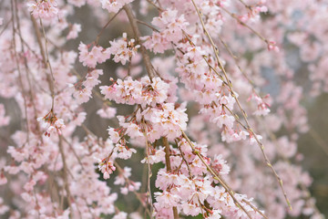 Weeping cherry tree
