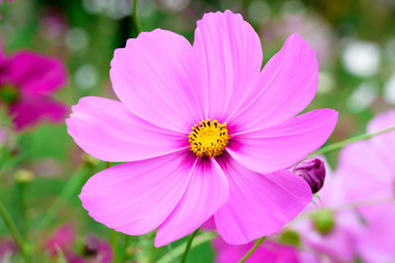 Obraz premium Cosmos flower