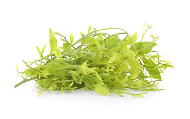 melientha suavis on the white background