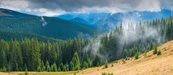 Misty Carpathian forest