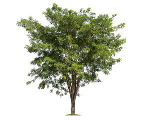 Obraz premium Tree isolated on white background