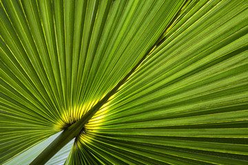 palm leaves - tropical background