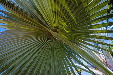 Naklejka premium palm leaves - tropical background