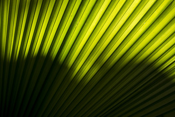 Naklejka premium palm leaves - tropical background