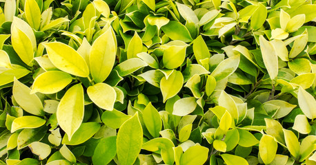 Green Leaf Background Texture