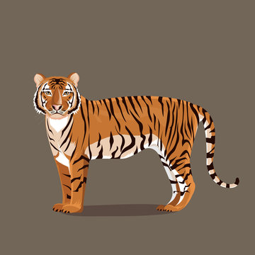 illustration. tiger stand