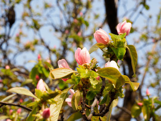 Quince flowers