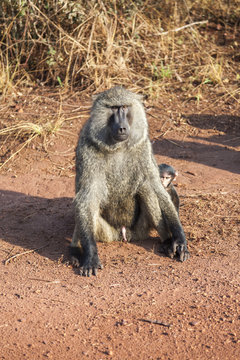 	Penisi a&ccedil;ıkta oturan babun, arkasına saklanan yavrusunu koruyor.
