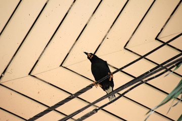 The bird with family under the roof