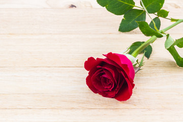 Beautiful red rose flower.