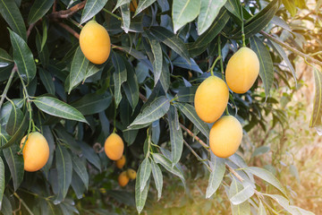 Mango plum fruits on tree in garden view background