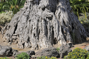 Obraz premium Trunk of very old dragon tree (Dracaena draco) at Tenerife. This tree is the natural symbol of the Canary island.