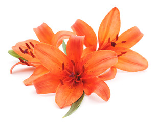 Obraz premium Orange lilies.