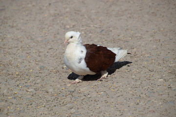 Purebred white-brown pigeon