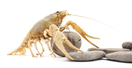 White cancer on the stone.