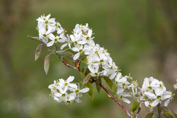 Amelanchier canadensis in bloom in spring