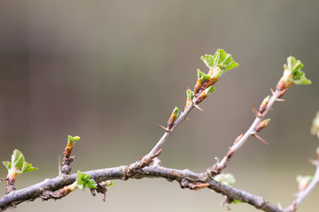Shoots of gooseberry in the spring