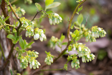 Blueberry buds in spring