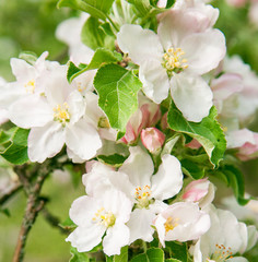 Blossom apple