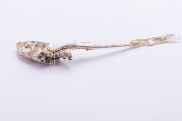  sardine bones after meal