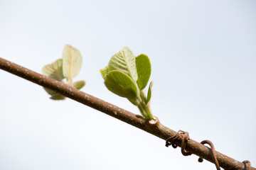 Bud kiwi in spring