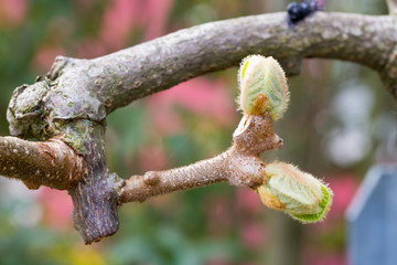 Bud kiwi in spring