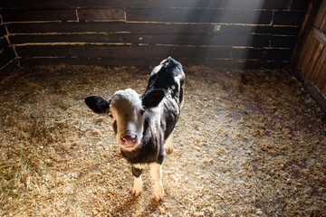 Молодой теленок в стойле © river34