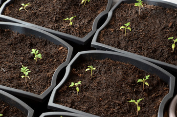 Close view at tiny tomato seedlings planted in flower pots
