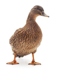 Wild duck.