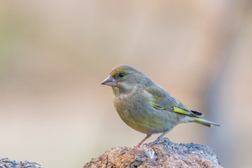 Greenfinch (Chloris chloris), Italy