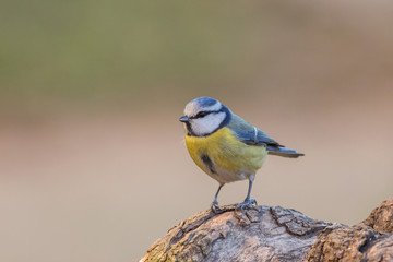 Eurasian blue tit (Cyanistes caeruleus), Italy