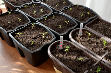 Pepper and tomato seedlings in pots on flat floor, closeup