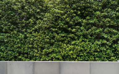 green wall plant with granite wall