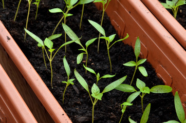 Many green small plants of pepper growing in pot