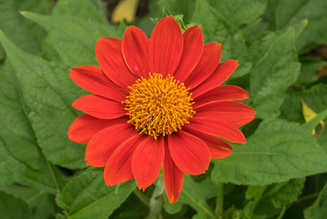 orange flower blossom and blur background