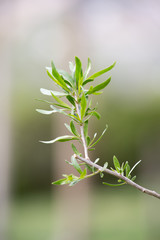 Goji sprouts (Lycium barbarum)