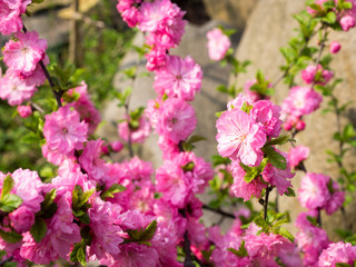 Brach of beautiful Pink flower