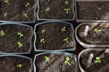 Pepper and tomato seedlings in pots on flat floor, closeup