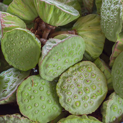 lotus seeds