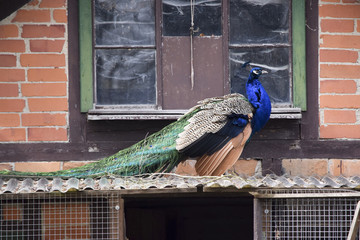 peacock in front of house