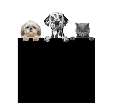 dogs and cat holding a frame in their paws