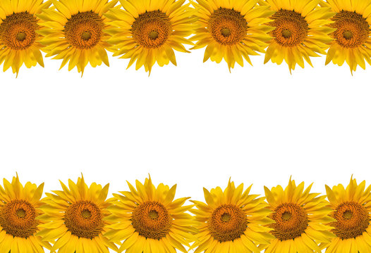 Sunflower isolate on white, design for background.